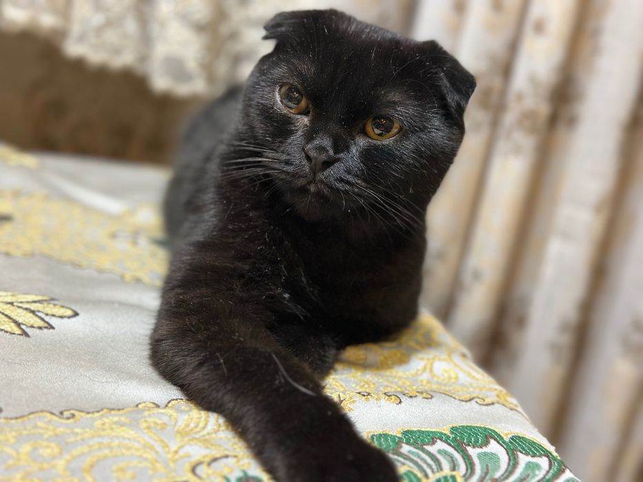 Вислоухие красавцы