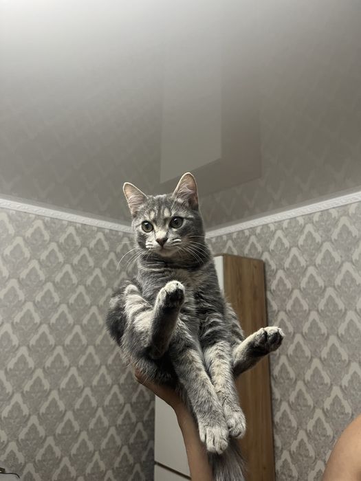 Отдам Котенка в добрые руки