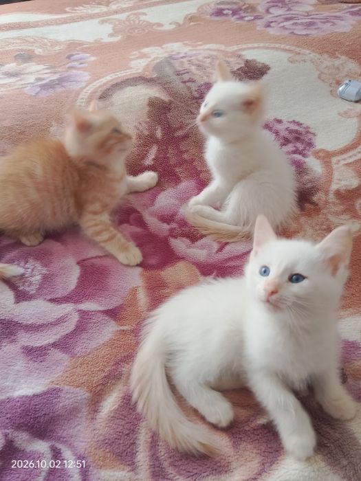Отдам котят в хорошие руки.