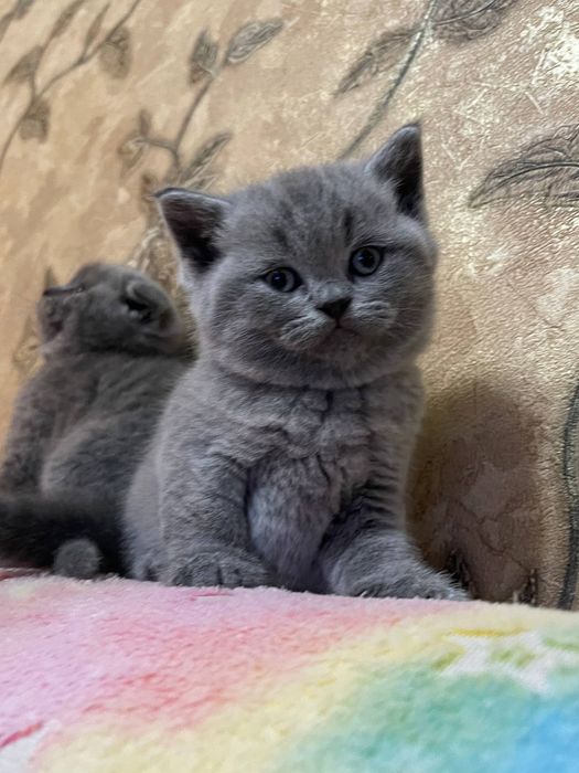 Порода скотиш фолд очень игривые ,лоток ходят кушают сами ,лосковые