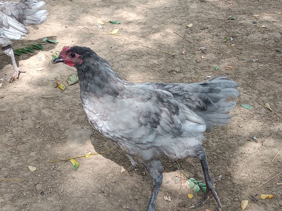 Cocoși rasa australorp