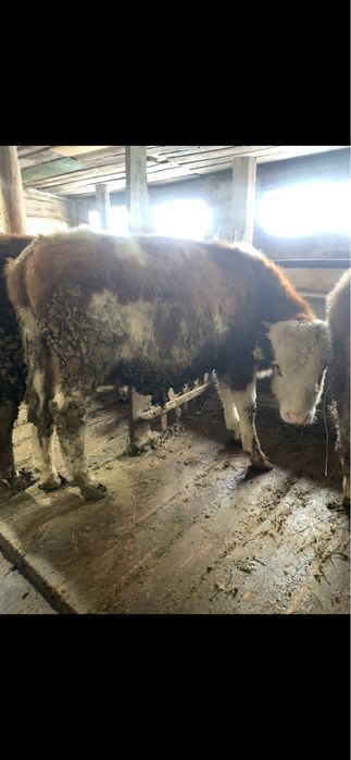 Бұқашық, қашар, бычки