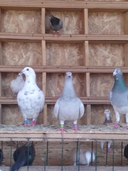 Vând porumbei pui și maturi