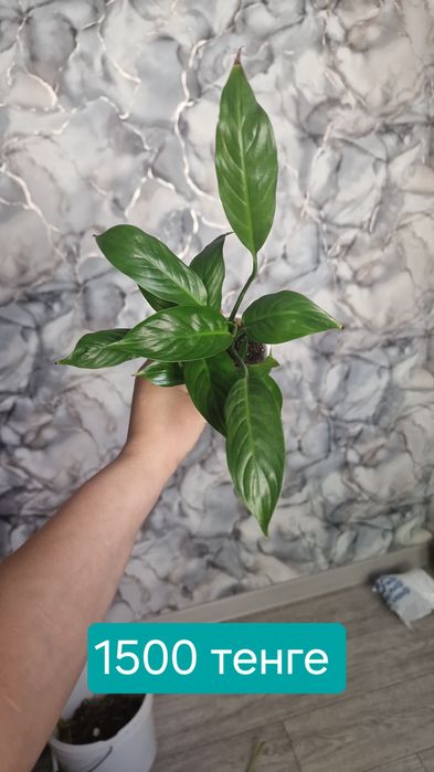 комнатные цветы продаются