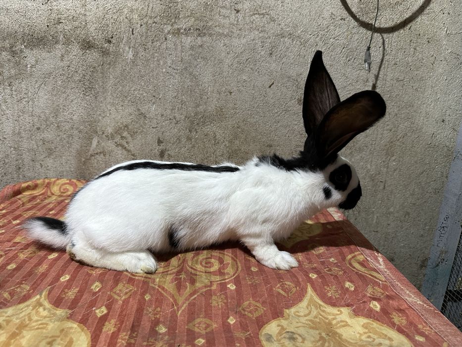 Iepuri fluture german