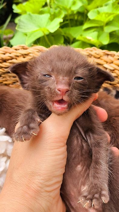 Ориентальные и Сиамы  - МАЛЬЧИКИ и ДЕВОЧКИ