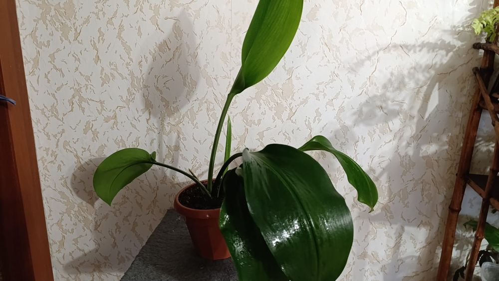 Эухарис , Амазонская лилия.