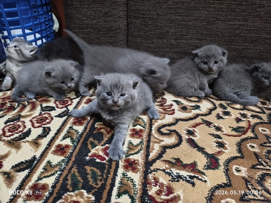 Шотландские котята