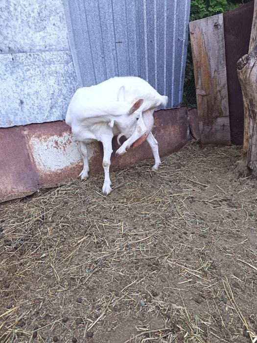 Продам козу первокотка