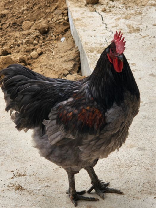 Jersey xuroz sotiladi yeb ichishi zur 6 oylik juja emlashlari qilingan