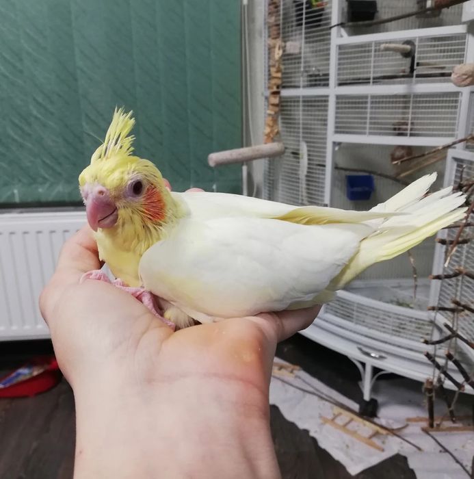 Продам ручных выкормышей корелл
