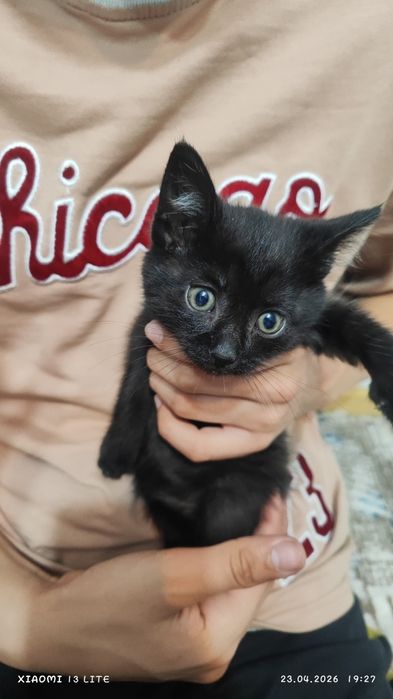 Отдам котят в самые добрые ручки