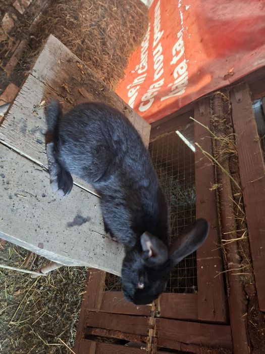 Tineret fluture janet