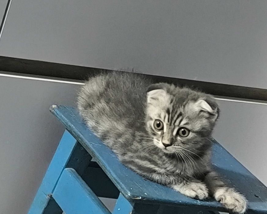 Вислоухие котята