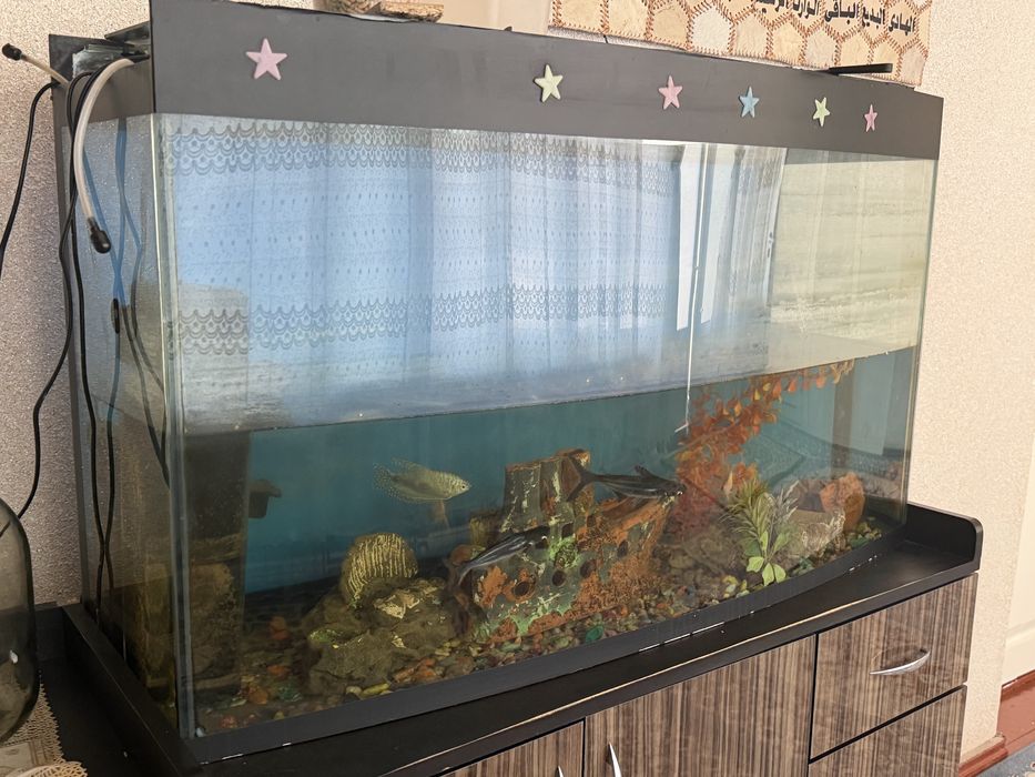Akvarium kotta ichida balu bilan