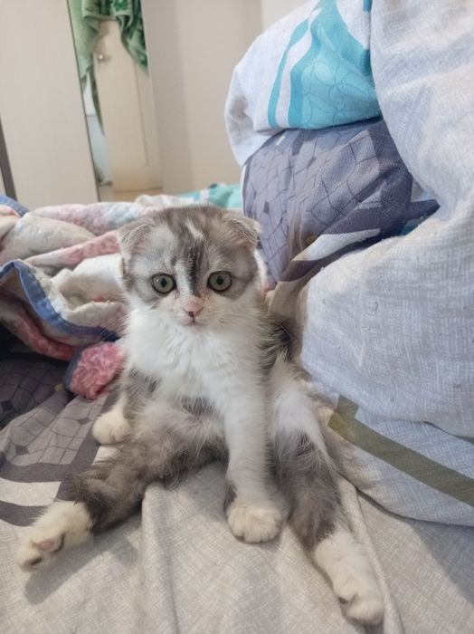 Отдам бесплатно котёнка