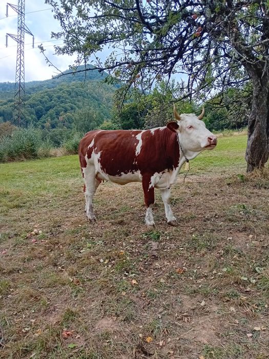 Vand 4 juninci baltata romaneasca