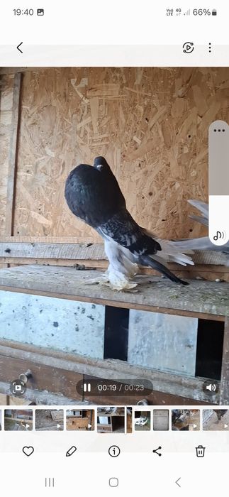 Vând porumbei  gusati  de pomerania