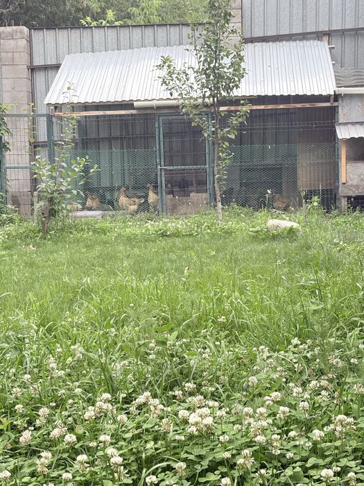 Продаются куры несушки