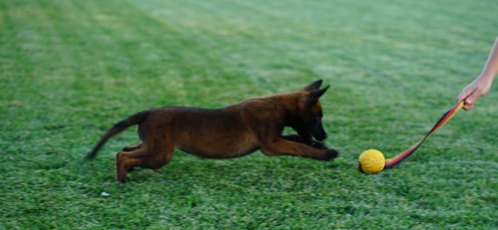 Кученца Белгийска Овчарка Малиноа