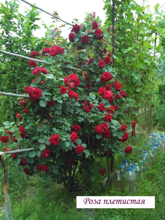 Калина Саржента цветущий кустарник и др.