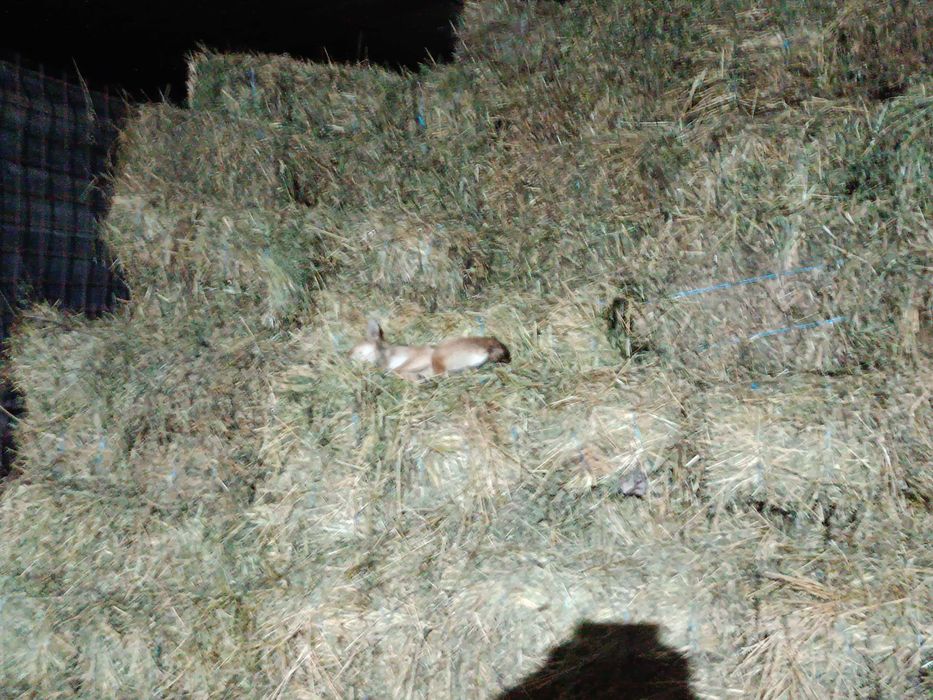 Vând baloti semănătură