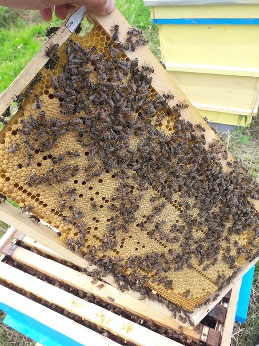 Пчелни отводки и пчелни рамки със запечатано пило и пчели