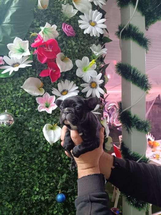 Френски булдог french bulldog