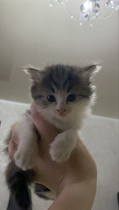 Котята два мальчика и девочка