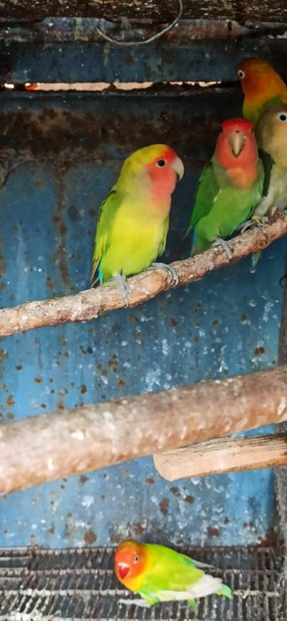 Неразлучники Фишер