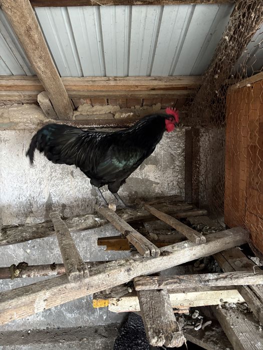 Cocosi Australorp