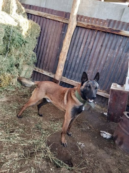 Продаётся бельгийский овчарка