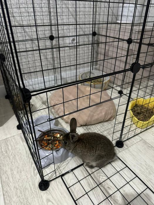 Продается кролик декоративный.