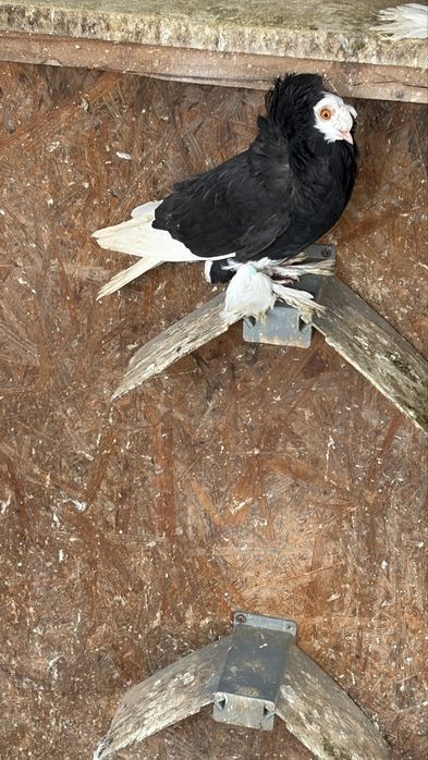 Porumbei gulerat de bihor