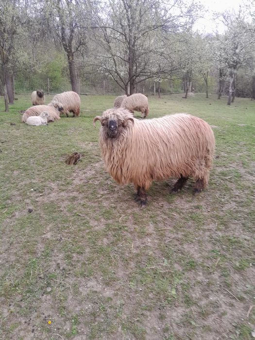 Vând berbec stramior.