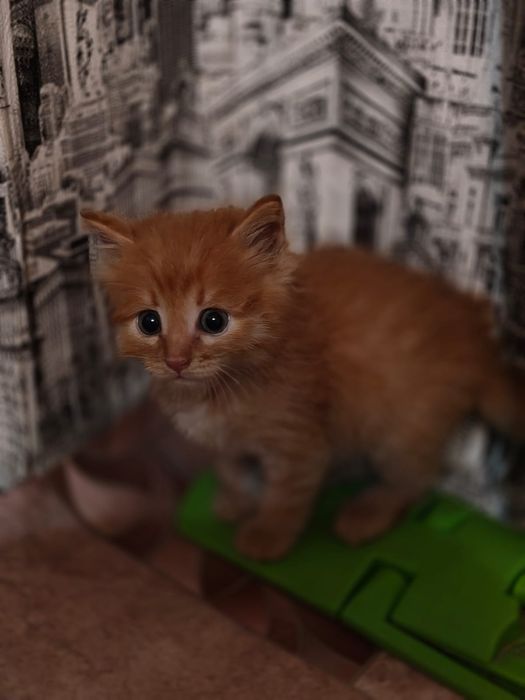 Котенок отдам в добрые руки