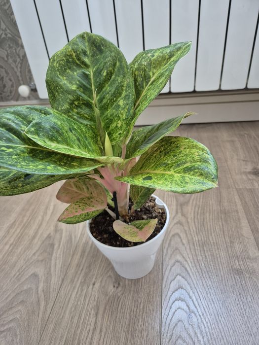 Продам аглаонемы