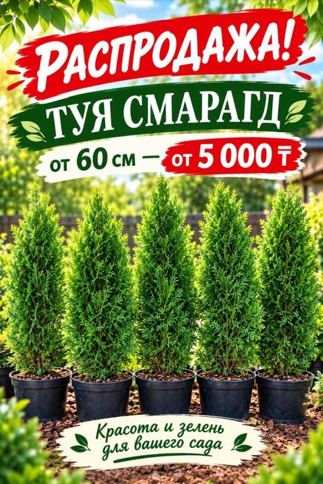 Туи Смарагд, Розовая Акация и др