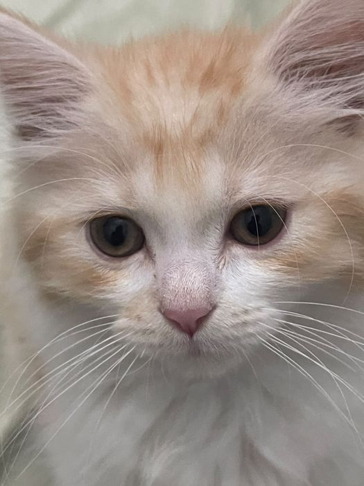 Котёнок 4-5 месяцев