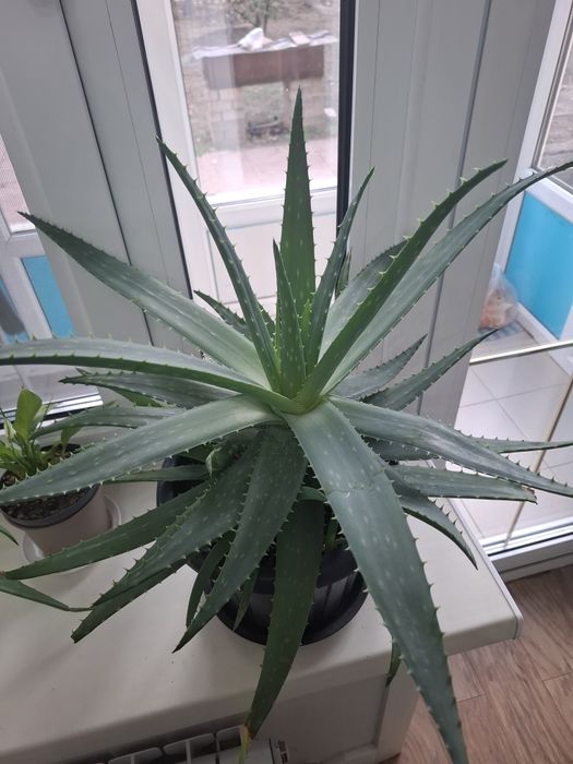 Комнатные растения-алое вера