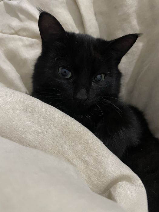 Мысық,мысық,мысық