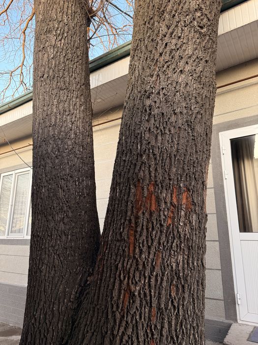 Дубовое дерево ,дерево дуб