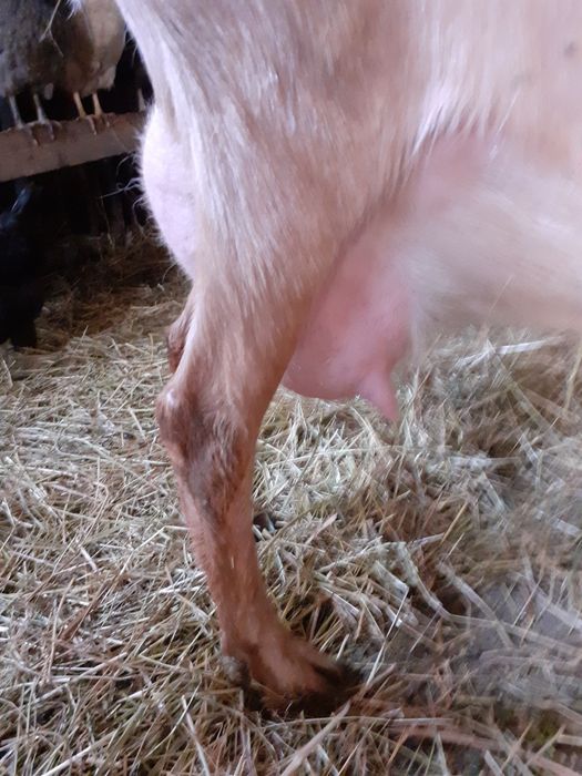 Capre alpine  de lapte selectate