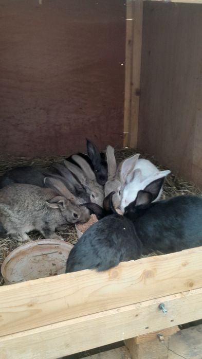 Продам кроликов 8 штук