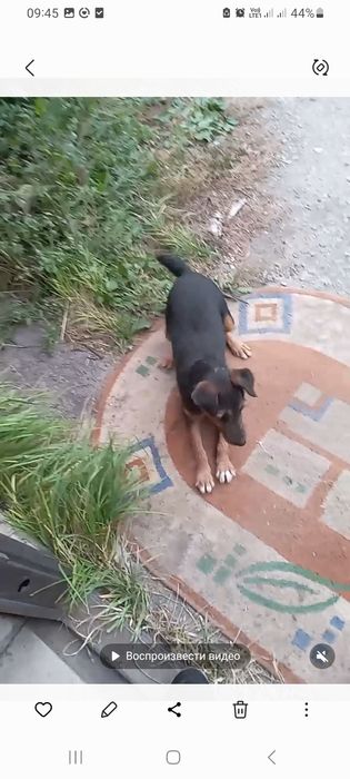 Продам Ягдтейера, девочка.г. Рудный