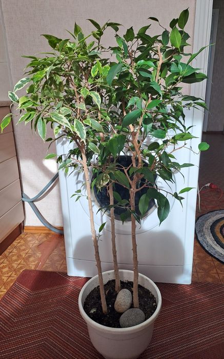 Продам комнатные цветы