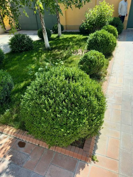 Посотка газона с поливом