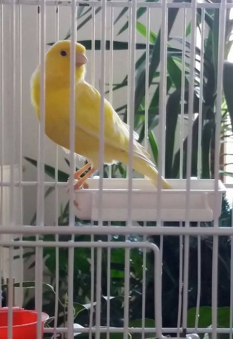 Canari și peruși.