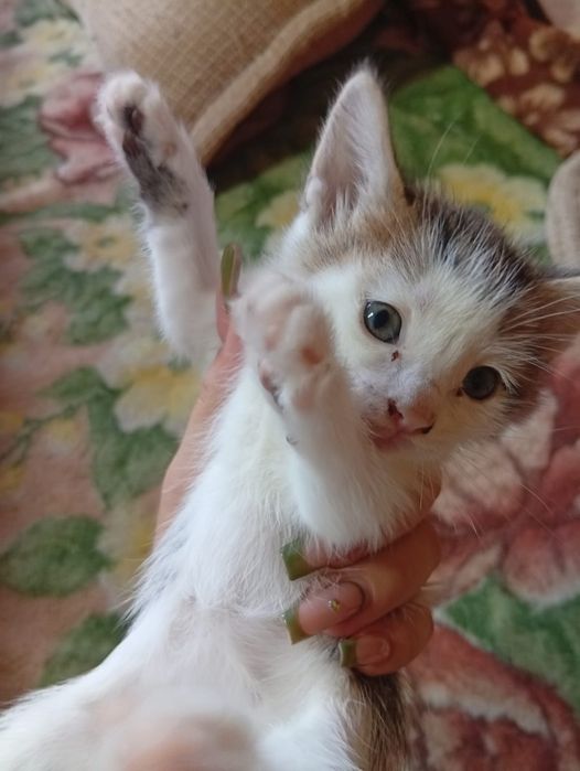 Отдам котят , в добрые руки