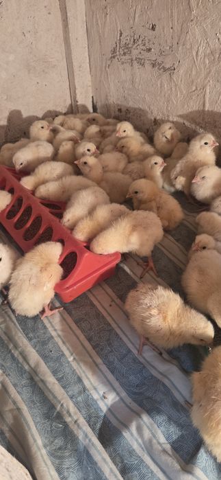 Бройлер 3суток продам